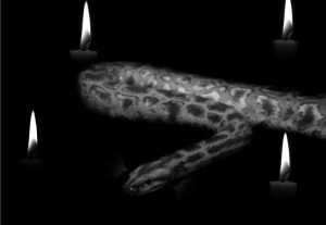 Salamandr – duch ohně